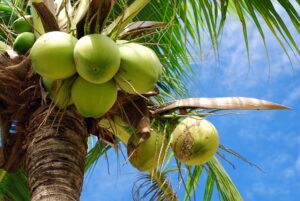Best Coconut Exporters in India
